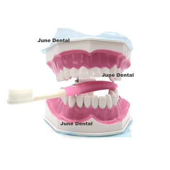 Обучающая стоматологическая модель зуба, обучающая демонстрация чистки зубов Typodont